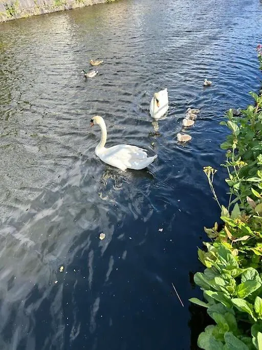Apartment Stay At Granny'S, 4 Bed Terrace On Iconic Canal Galway Ireland